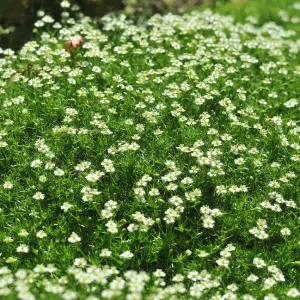 Мшанка зелена