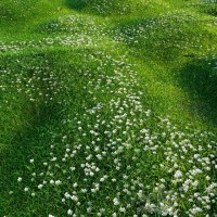 Мшанка Green Moss (зелена)  р9