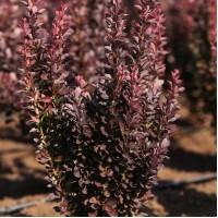 Барбарис Ред Пілар р9