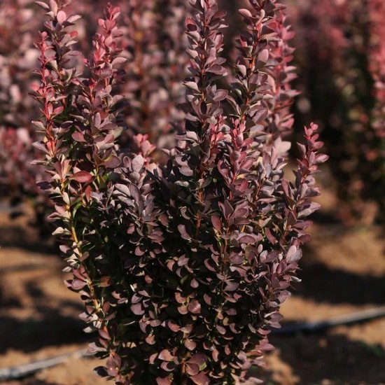 Барбарис Ред Пілар р9