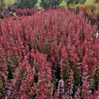 Барбарис Ред Пілар р9