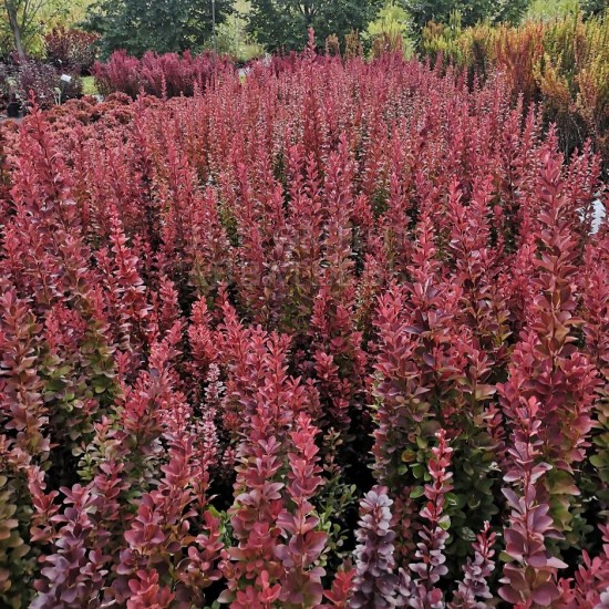 Барбарис Ред Пілар р9