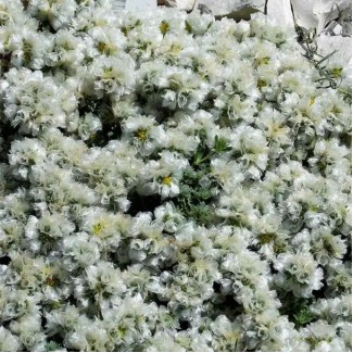 Пароніхія р9