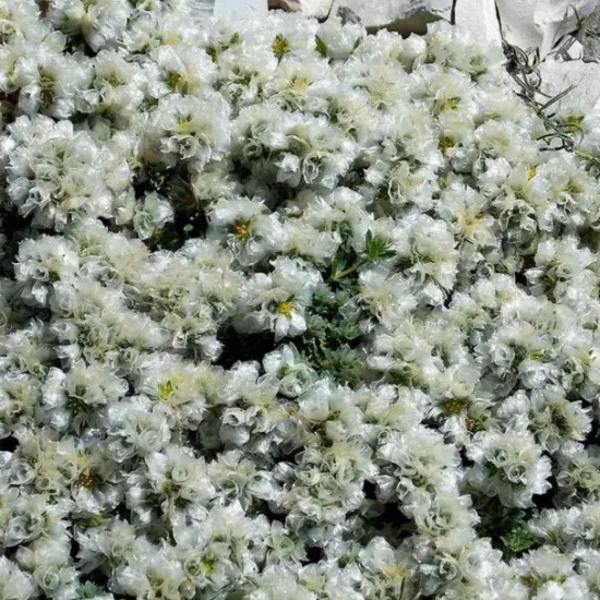 Пароніхія р9