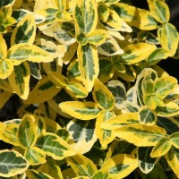 Бересклет форчуна р9