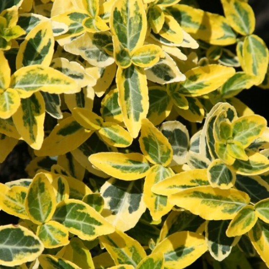 Бересклет форчуна р9