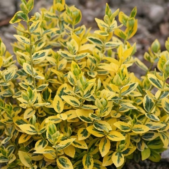 Бересклет форчуна р9