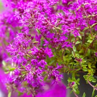 Чебрець Пурпл Бюті (Purple Beauty) р9