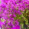Чебрець Пурпл Бюті (Purple Beauty) р9