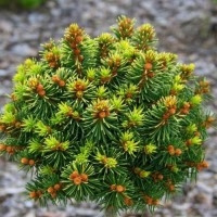 Ялинка на штамбі Picea Abies Aurea WB