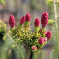 Ялинка на штамбі Picea Abies Medusa