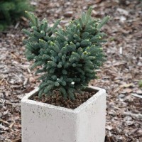 Ялинка на штамбі picea likiangensis mittenwald