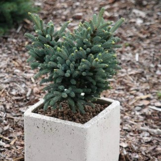Ялинка на штамбі picea likiangensis mittenwald