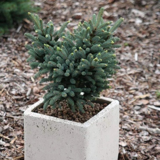 Ялинка на штамбі picea likiangensis mittenwald