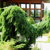 Ялинка на штамбі picea omorica Pendula