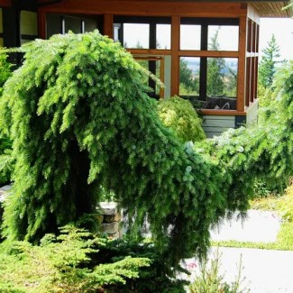 Ялинка на штамбі picea omorica Pendula