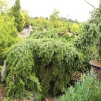 Ялинка на штамбі picea omorica Pendula