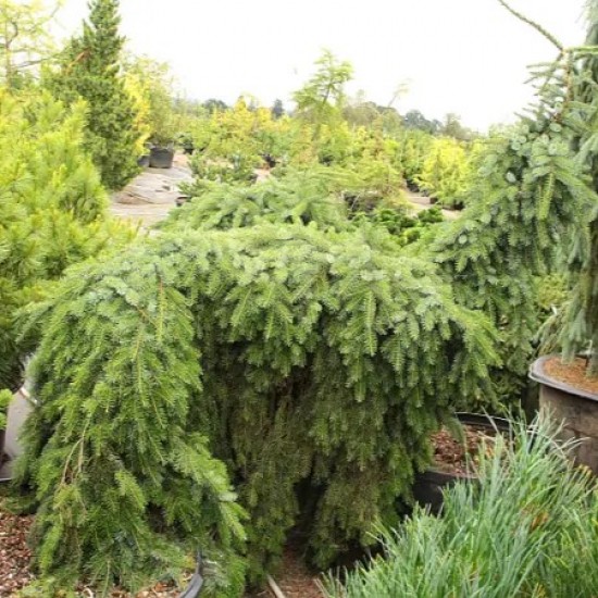 Ялинка на штамбі picea omorica Pendula