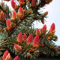 Ялинка на штамбі picea omorica Pendula