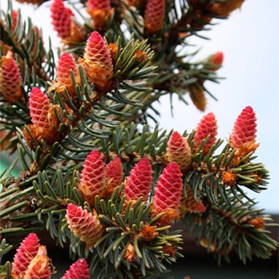 Ялинка на штамбі picea omorica Pendula