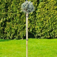 Ялинка на штамбі picea pungens Blue Ball