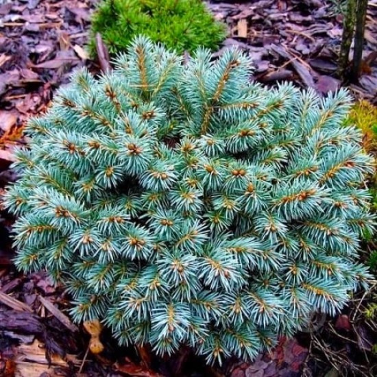 Ялинка на штамбі picea pungens Blue Ball