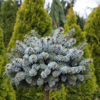 Ялинка на штамбі picea pungens Brynek