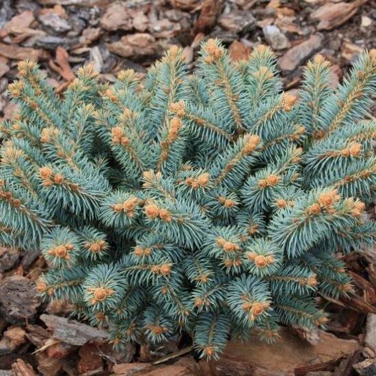 Ялинка на штамбі picea pungens Glauca Compacta