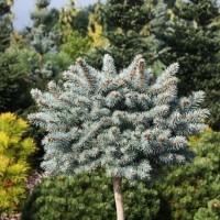 Ялинка на штамбі picea pungens Glauca Compacta