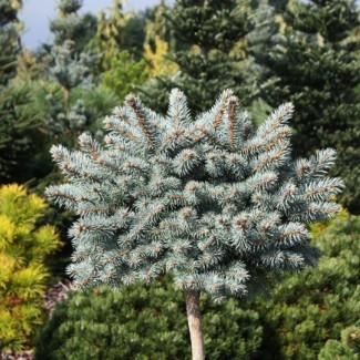 Ялинка на штамбі picea pungens Glauca Compacta