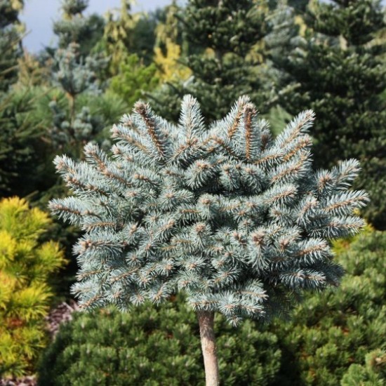 Ялинка на штамбі picea pungens Glauca Compacta