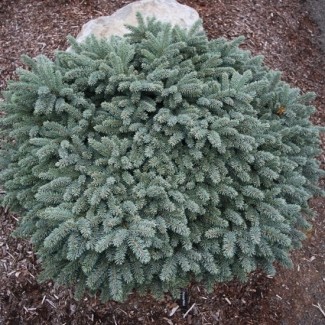 Ялинка на штамбі picea pungens Waldbrumm