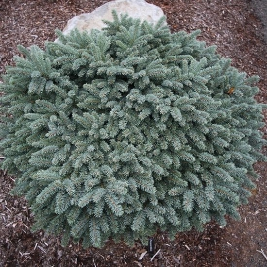 Ялинка на штамбі picea pungens Waldbrumm