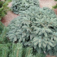 Ялинка на штамбі picea pungens Waldbrumm