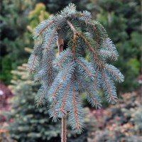 Ялинка на штамбі picea pungens The Blues