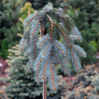 Ялинка на штамбі picea pungens The Blues