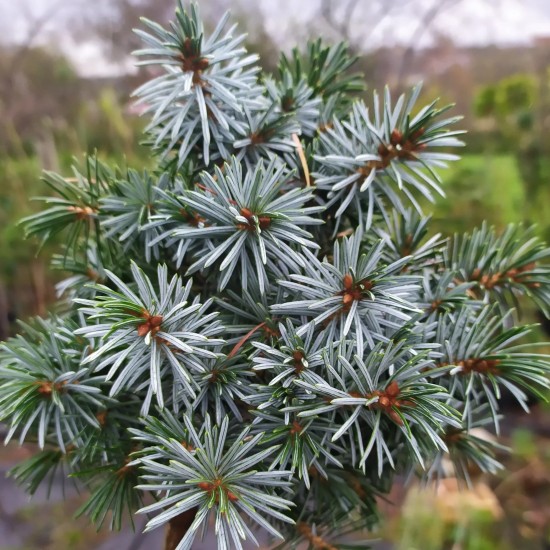 Ялинка на штамбі picea sitchensis papoose