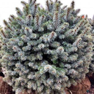 Ялинка на штамбі picea sitchensis papoose