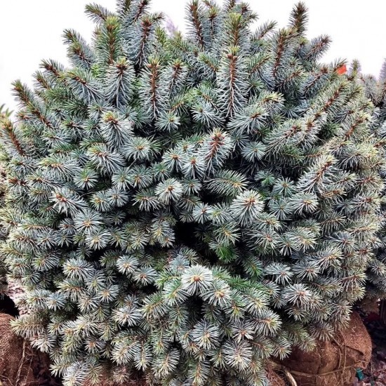 Ялинка на штамбі picea sitchensis papoose