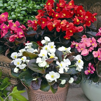 Бегонія вічноквітуча, касетна розсада (набір 10 шт міксом)