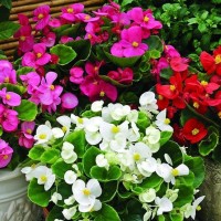 Бегонія вічноквітуча, касетна розсада (набір 10 шт міксом)