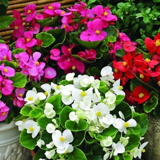 Бегонія вічноквітуча, касетна розсада (набір 10 шт міксом)