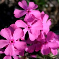 Флокс subulata Drummond Pink р9