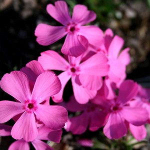 Флокс subulata Drummond Pink р9