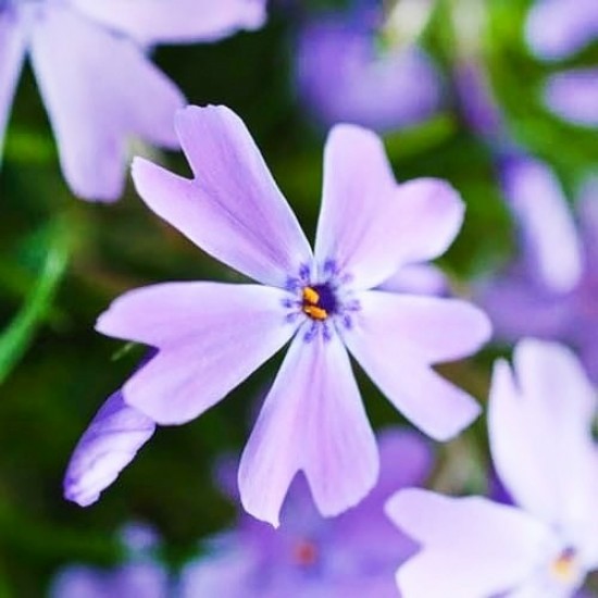 Флокс  Emerald Cushion Blue р9