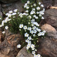 Аренарія біла