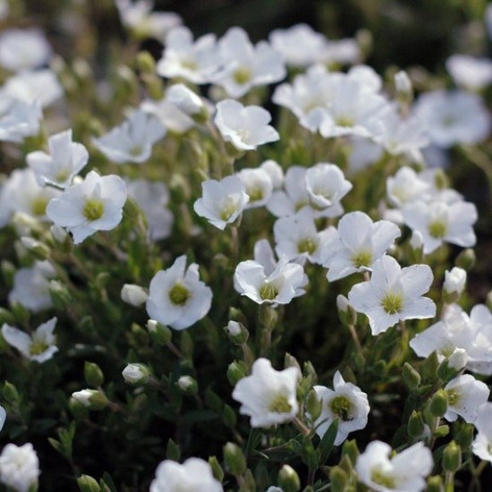 Аренарія біла