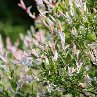 Верба Хакуро-нішикі на штамбі (Hakuro nisiki)