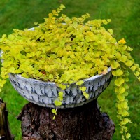 Вербейник (монетчатий) р9