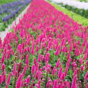 Вероніка колосиста Фірст лав (First Love) р9